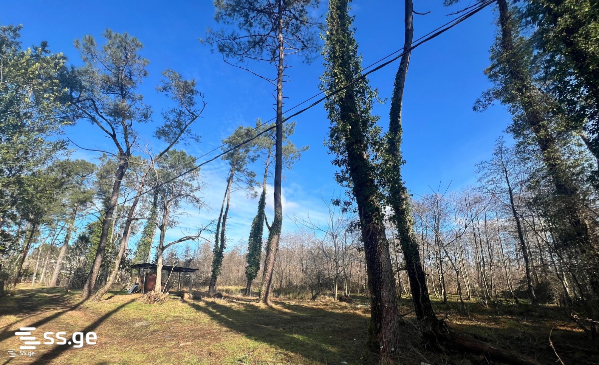 Land For Sale. Shekvetili view 5