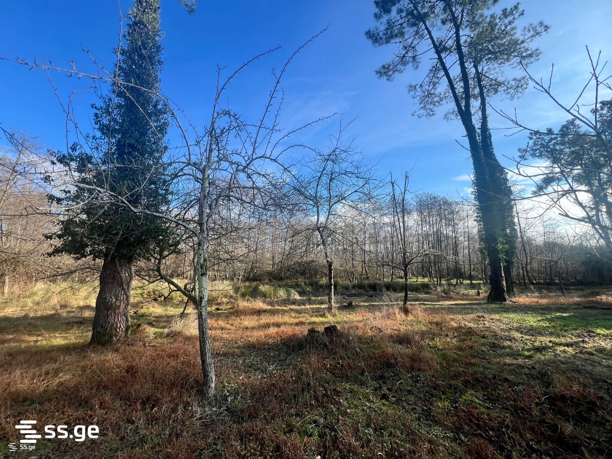 Land For Sale. Shekvetili view 4