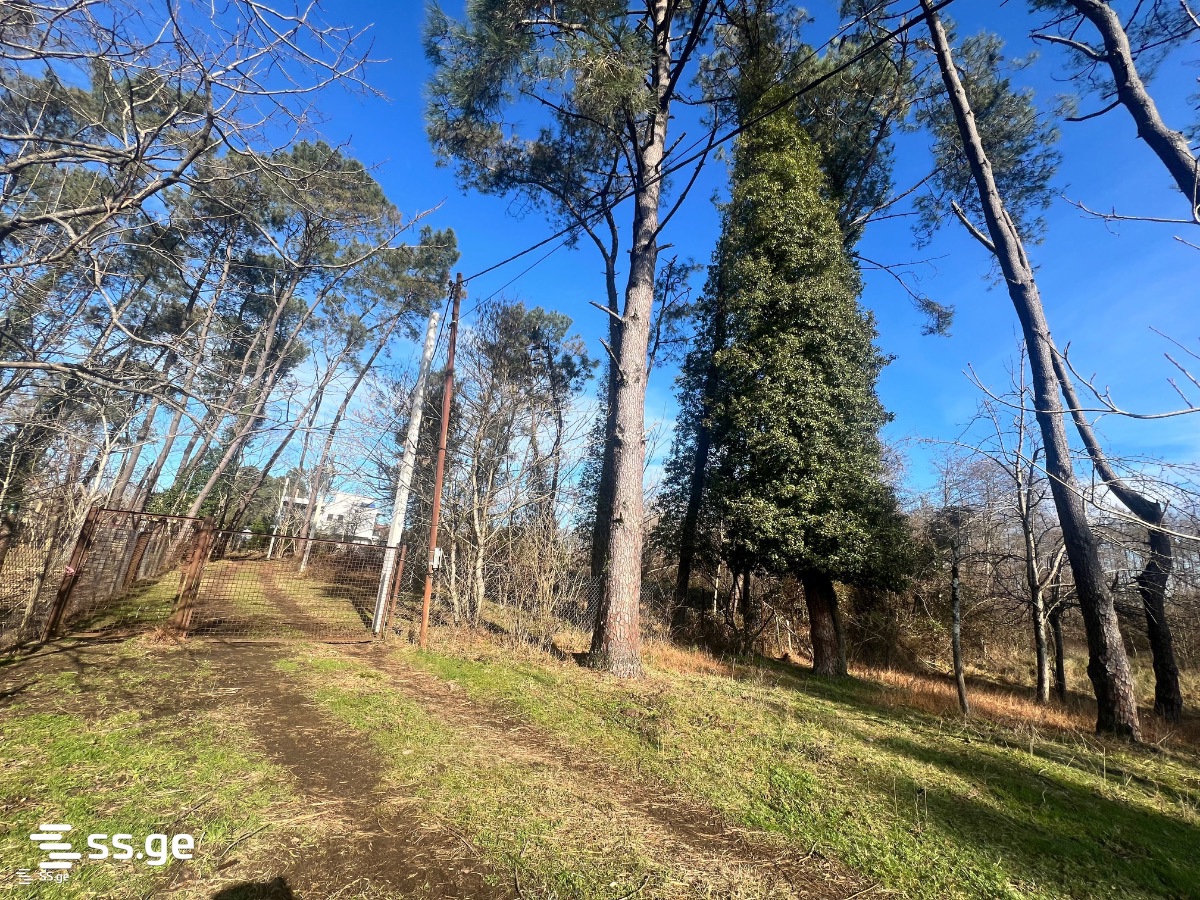 Land For Sale. Shekvetili view 2