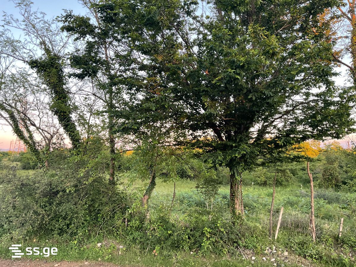 Land For Sale. Kutaisi view 4