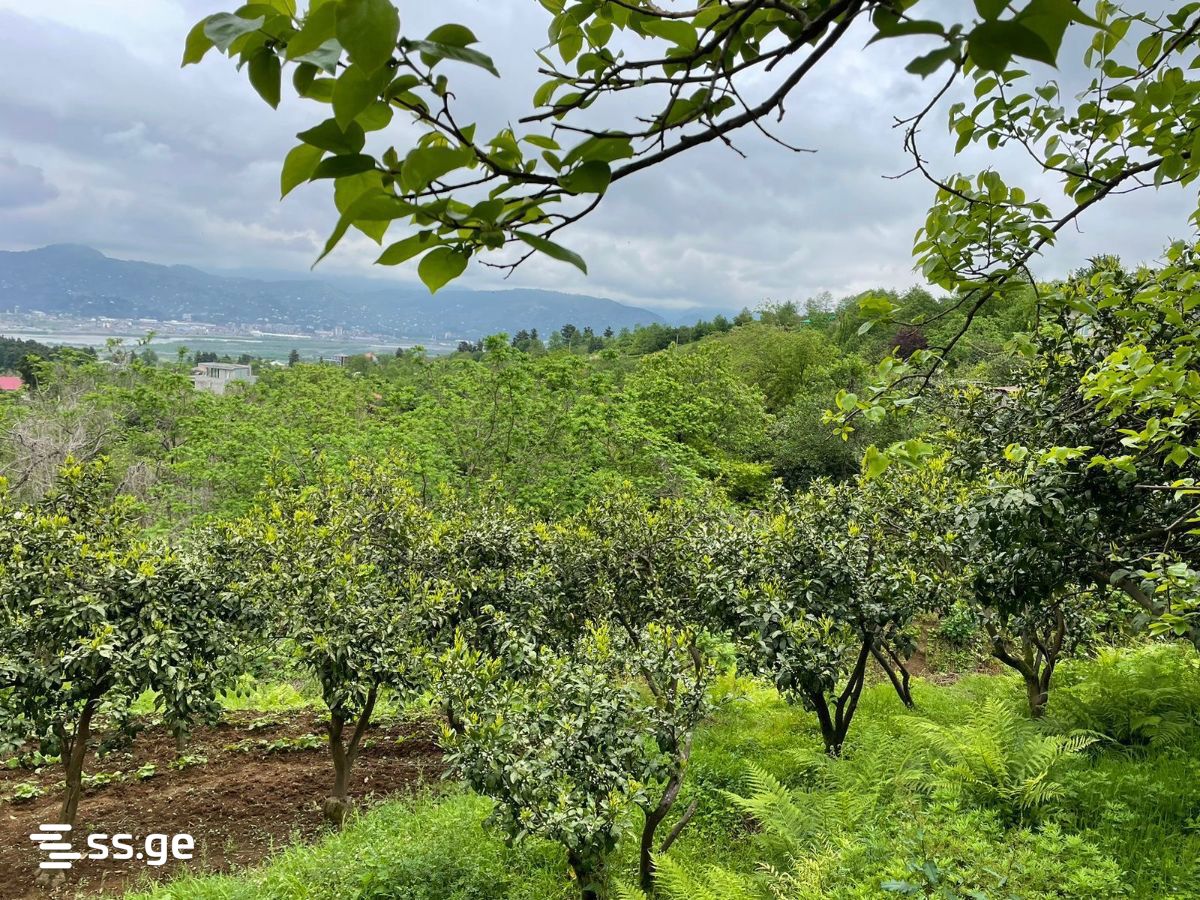 Land For Sale. Akhalsopeli view 7