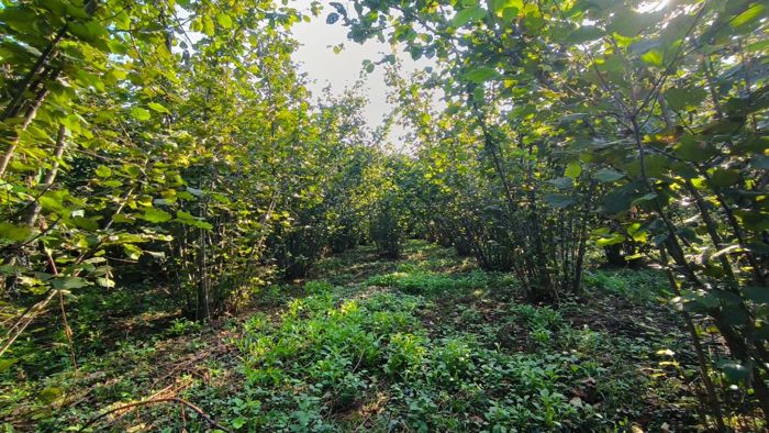 https://static.ss.ge/20260902/17_ff1421cc-0b1d-48c3-9f40-450801ff0bc9_Thumb.jpg