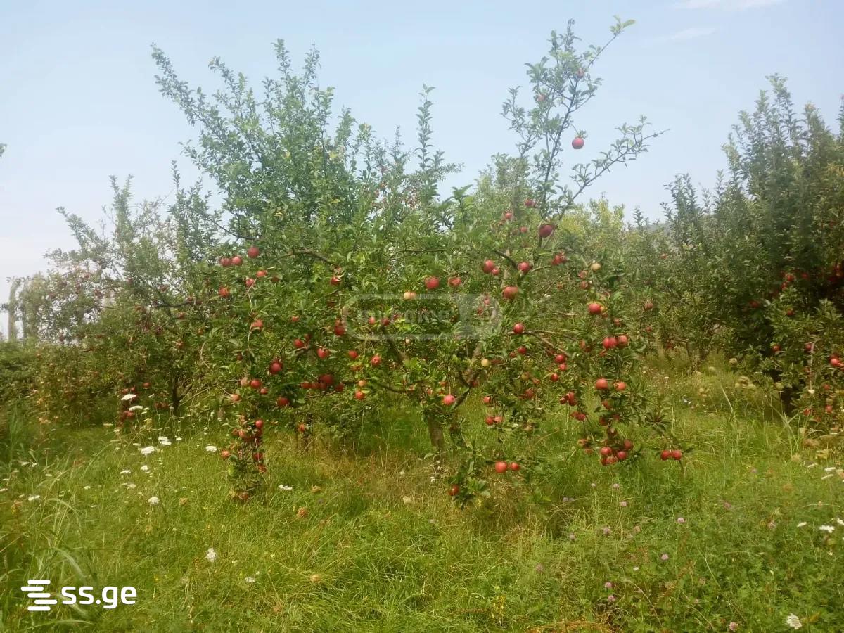 Land For Sale. Natakhtari view 8