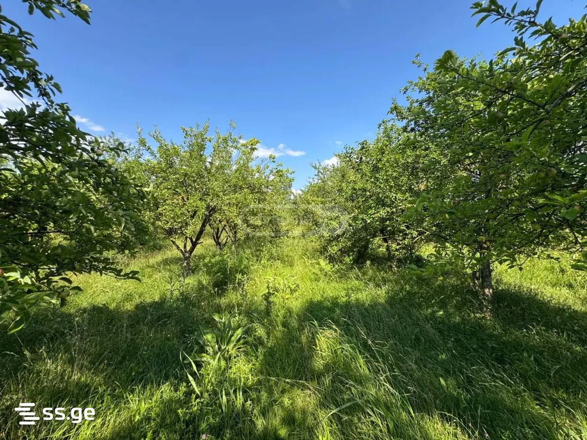Land For Sale. Natakhtari view 3
