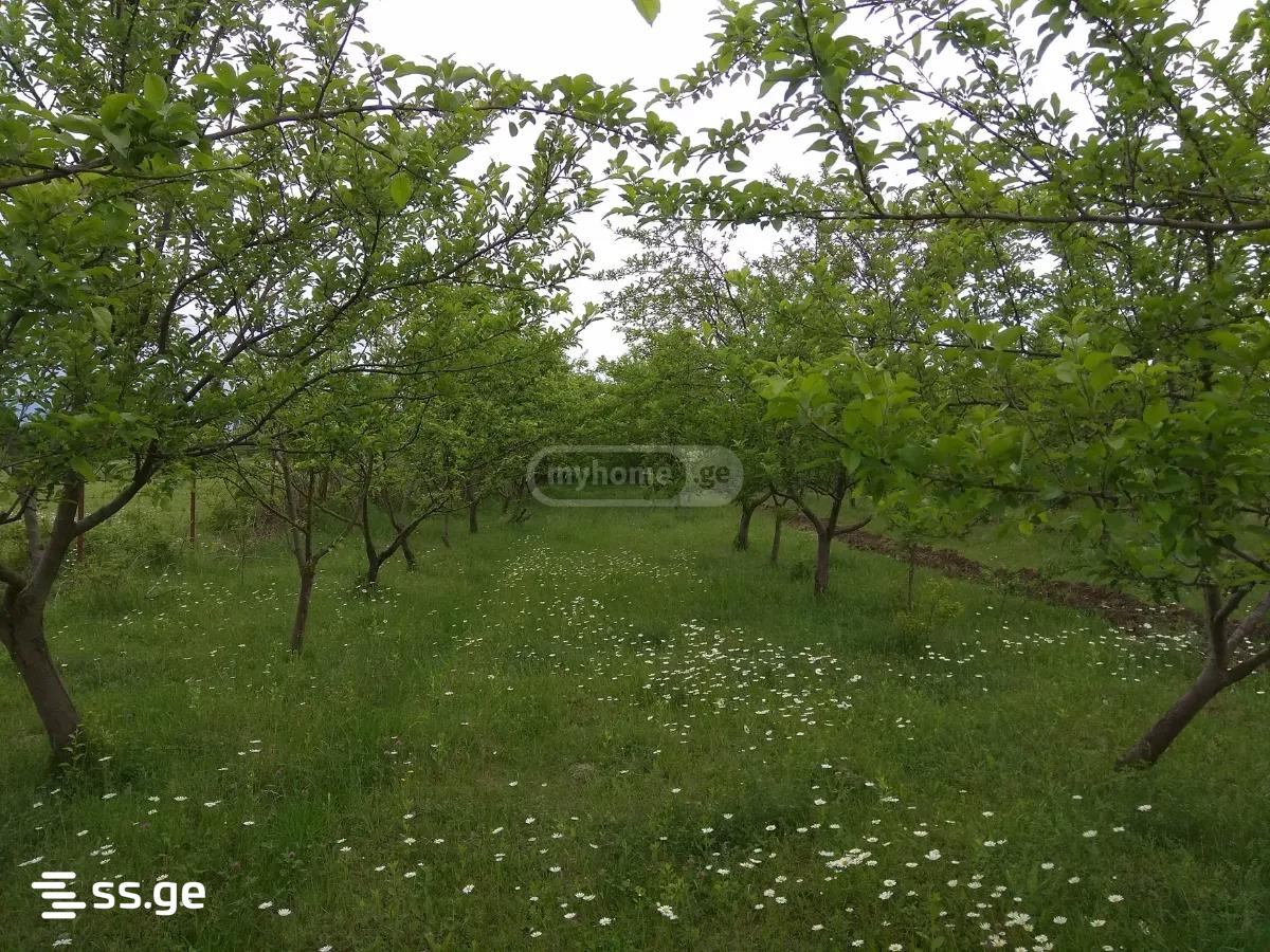 Land For Sale. Natakhtari view 1