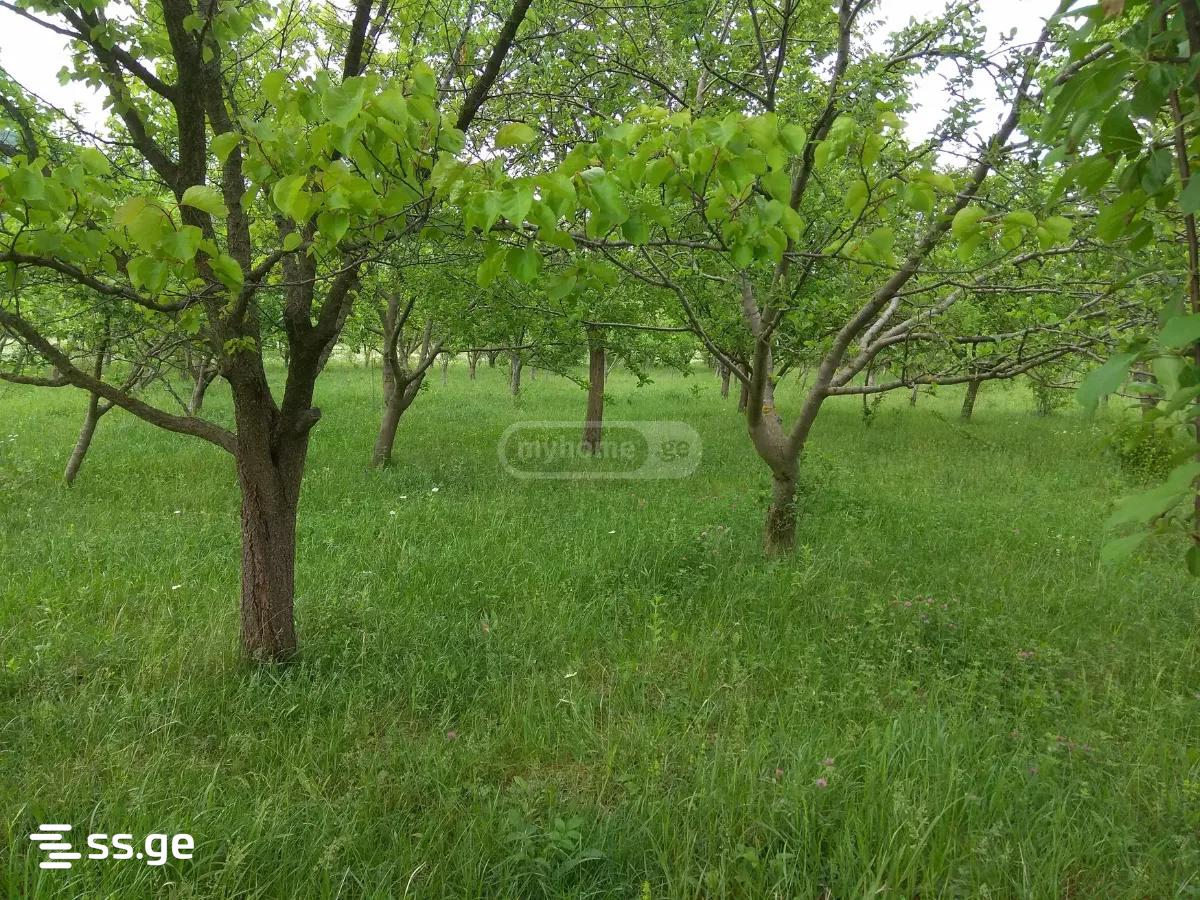 Land For Sale. Natakhtari view 6