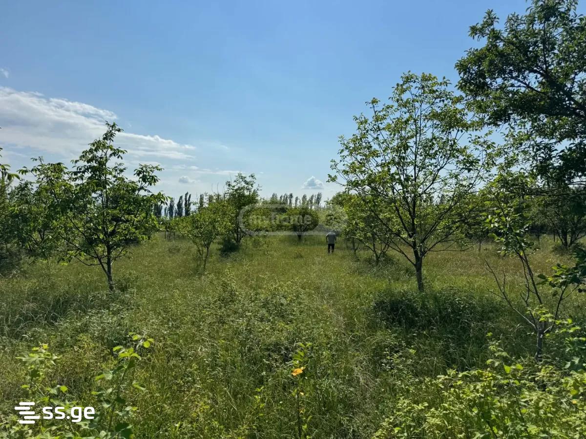 Land For Sale. Natakhtari view 2