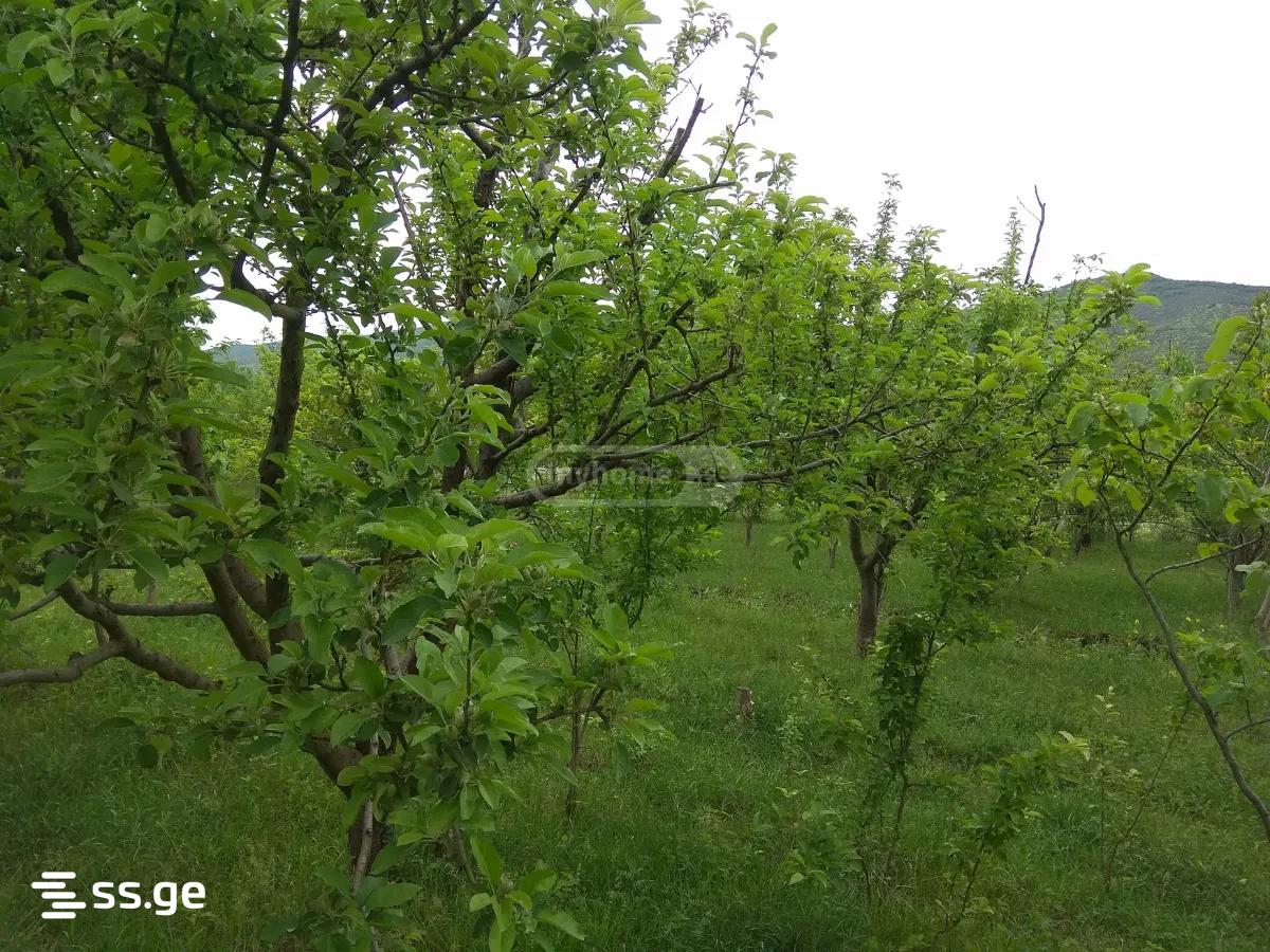 Land For Sale. Natakhtari view 9