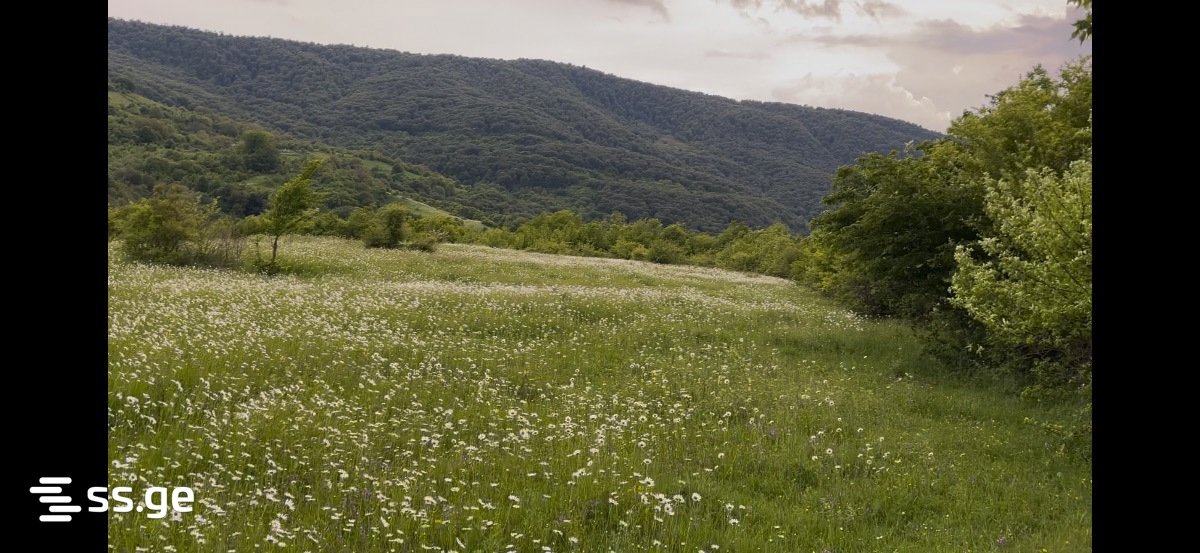 Land For Sale. Tianeti view 1