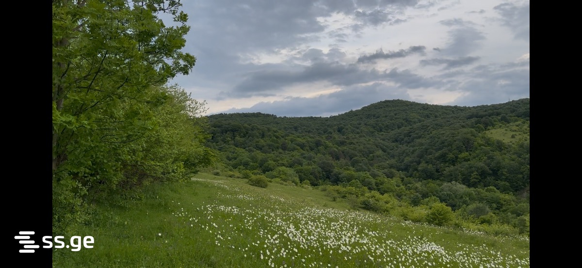 Land For Sale. Tianeti view 2