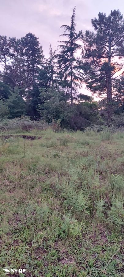 Land For Sale. Shekvetili view 5