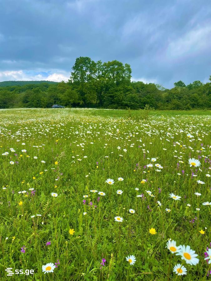 Land For Sale. Tianeti view 1