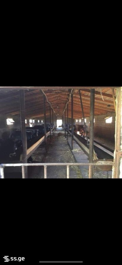 Store-Industrial Property For Sale. Mukhrani view 3