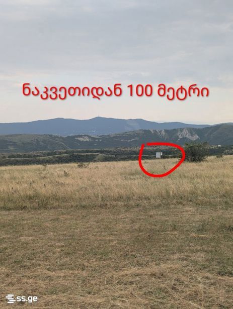 https://static.ss.ge/20260909/5_b7370aa2-8adc-4662-bea7-f7d0e4bf3189_Thumb.jpg