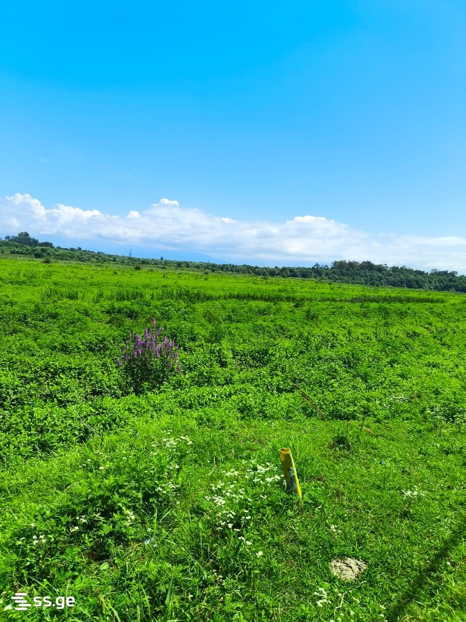 Продажа Земля в Шекветили view 4