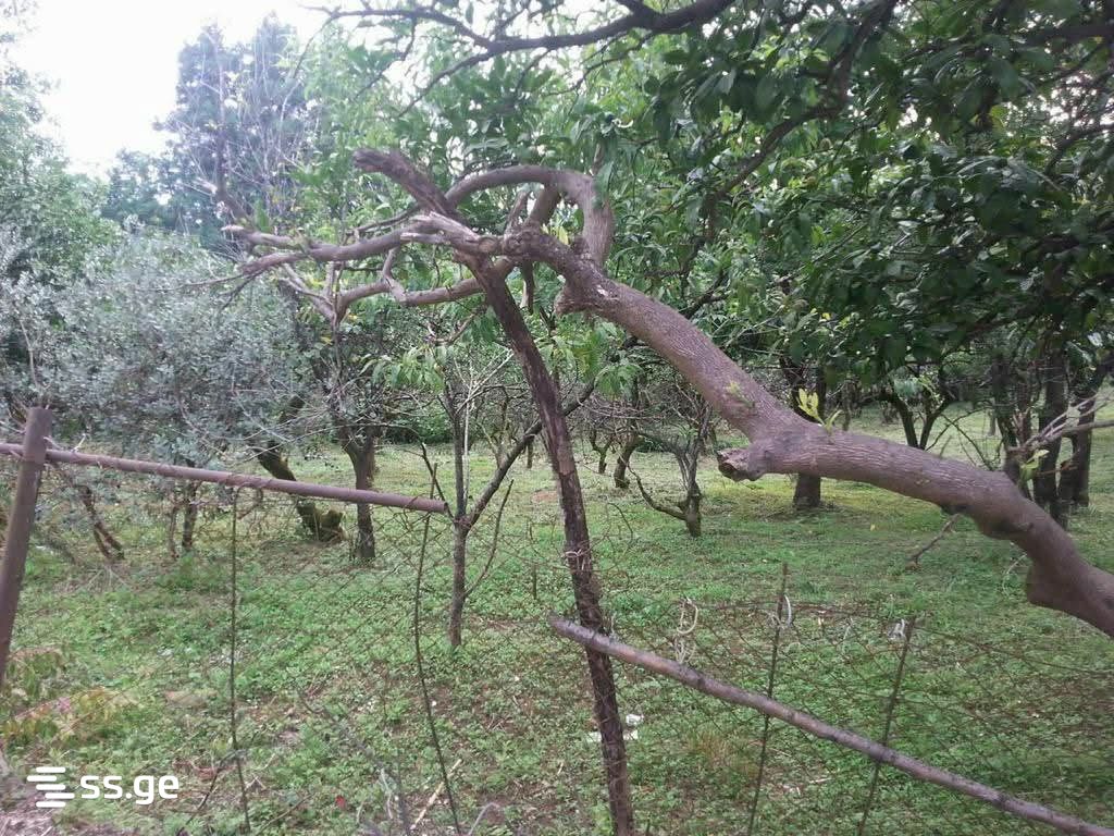 Продажа Private House в цихисдзири view 4
