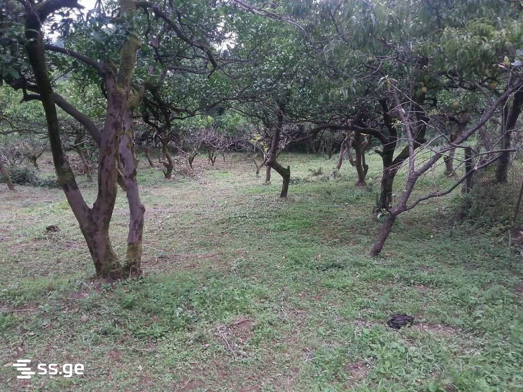 Продажа Private House в цихисдзири view 1