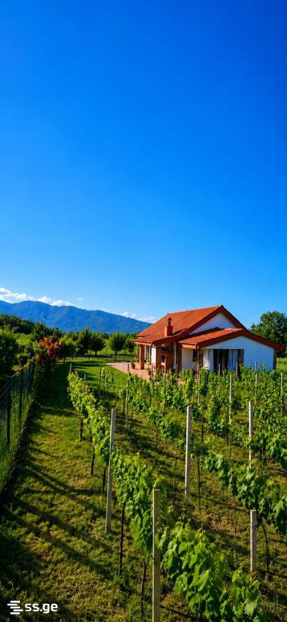 Private House For Sale. Kvareli view 1