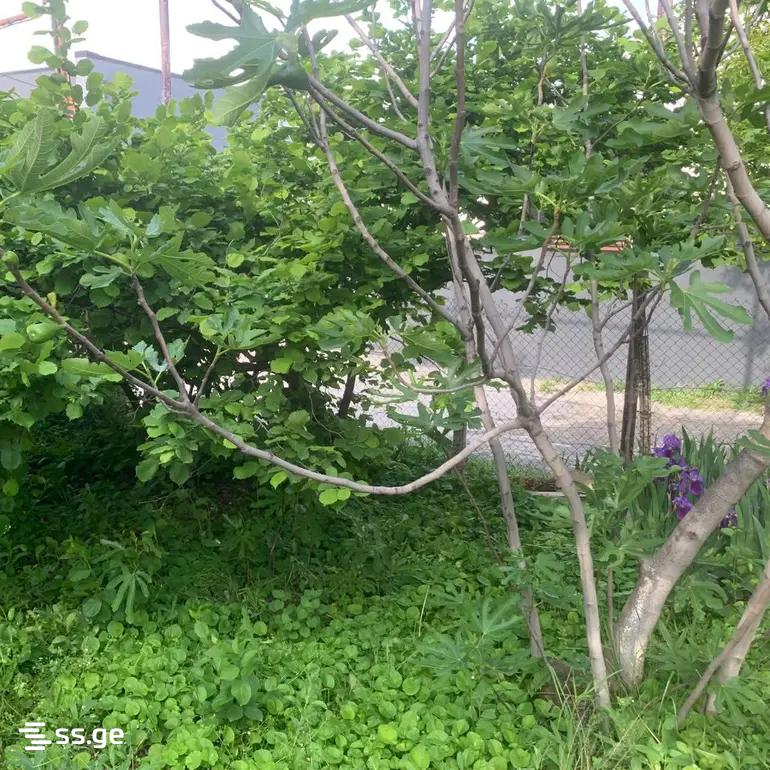 Land For Sale. Didi Digomi view 8