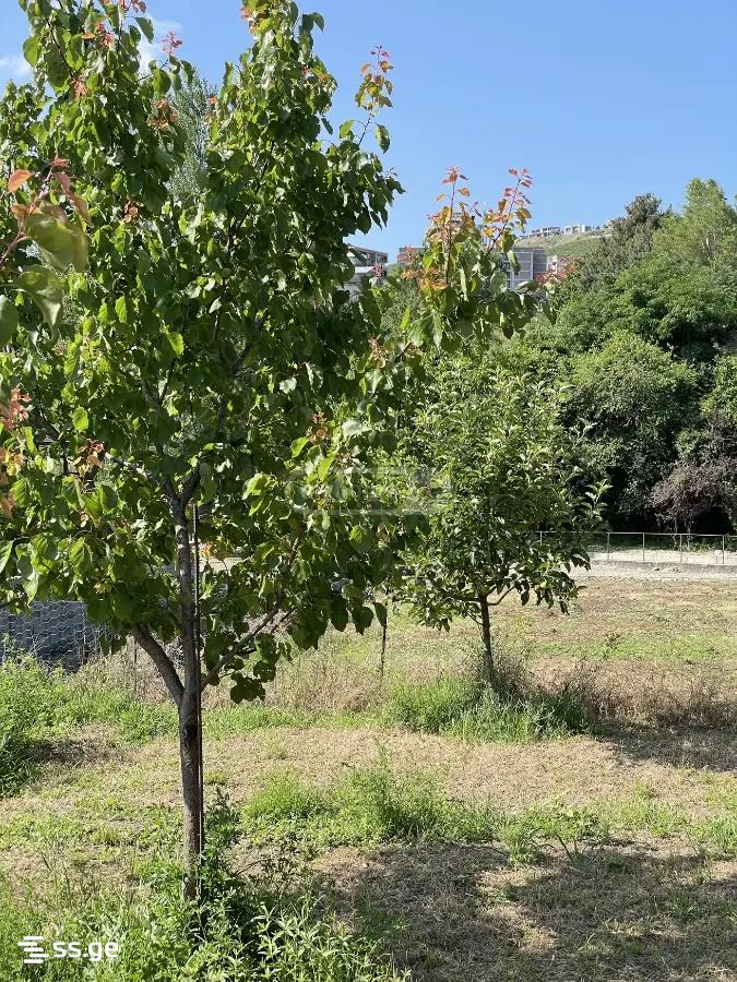 Land For Sale. Didi Digomi view 4
