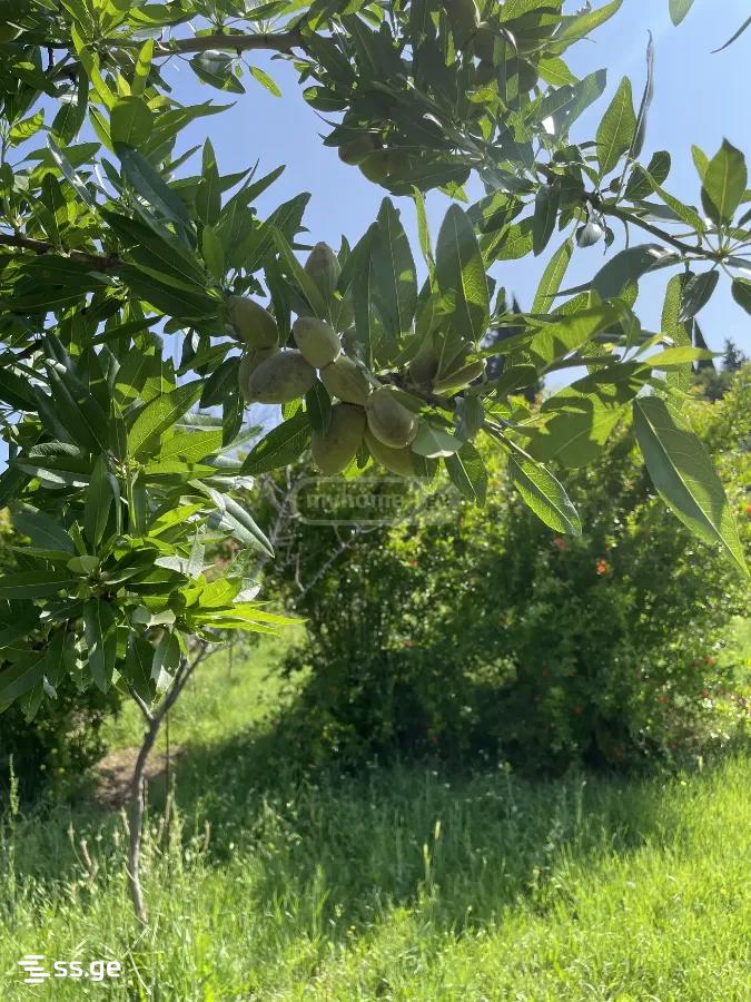 Land For Sale. Didi Digomi view 6