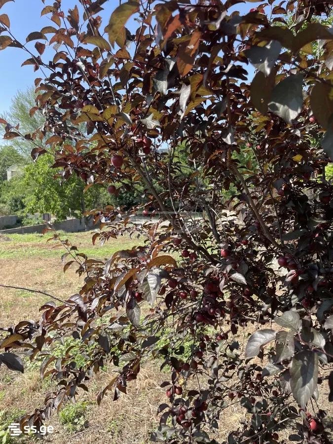 Land For Sale. Didi Digomi view 10