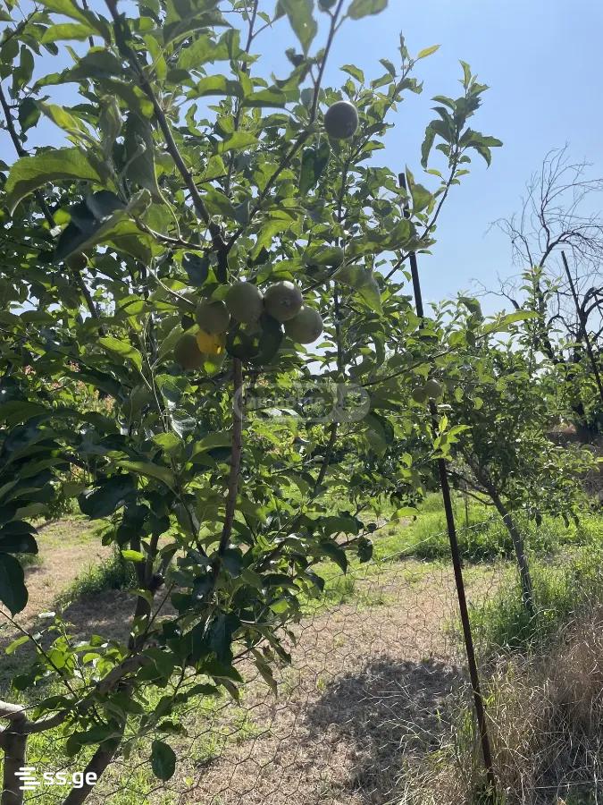 Land For Sale. Didi Digomi view 11