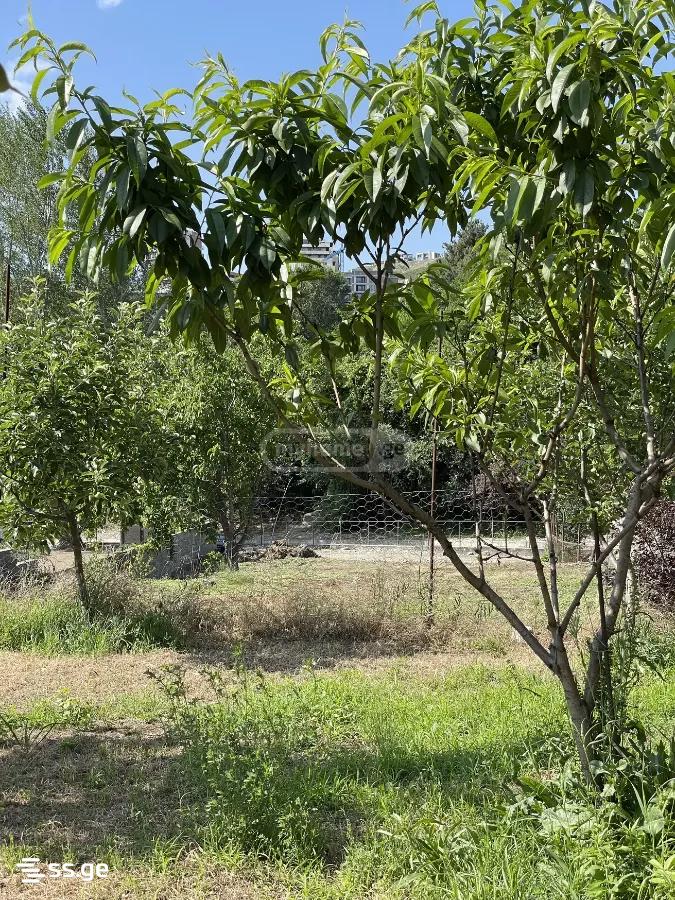 Land For Sale. Didi Digomi view 5