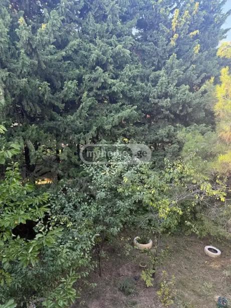 https://static.ss.ge/20260918/11_eb2d1716-4429-4ae7-be90-8ef85e694e05_Thumb.jpg