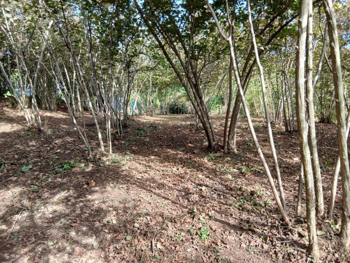 https://static.ss.ge/20260929/12_5b31913c-27bc-4cca-9dc1-8675006799d3_Thumb.jpg