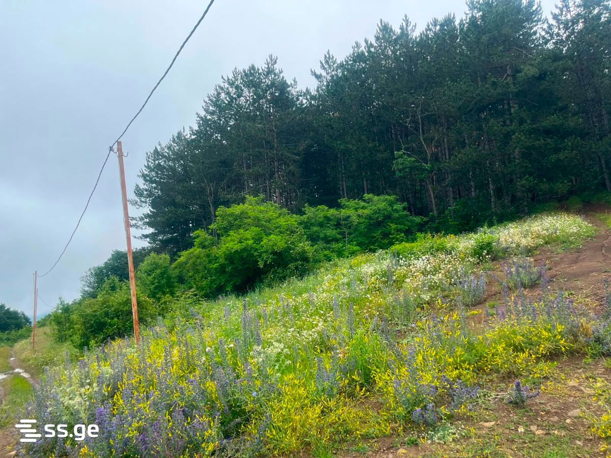 Land For Sale. Orbeti view 2