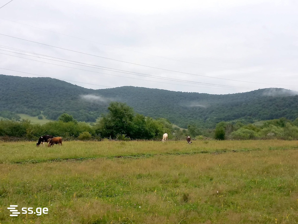 Land For Sale. Tianeti view 1