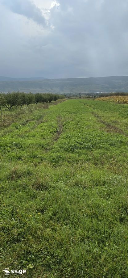 Land For Sale. Kaspi view 2
