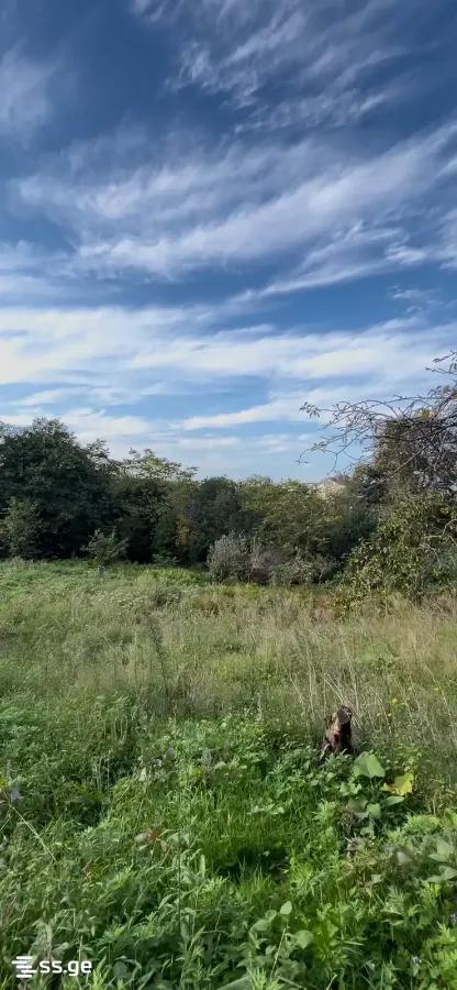 Land For Sale. Akhalsopeli view 4