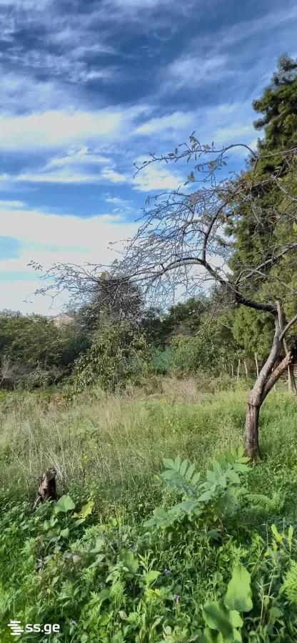 Land For Sale. Akhalsopeli view 3