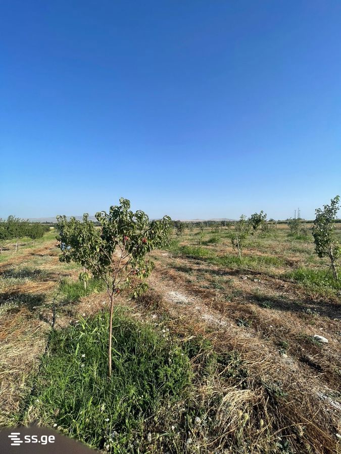 Land For Sale. Akhalsopeli view 2