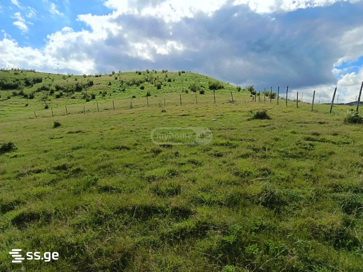 Commercial Real Estate For Rent. Sagarejo view 3