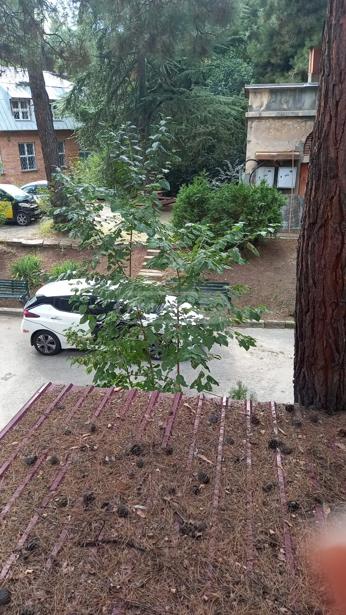 https://static.ss.ge/20261013/3_39dbe49d-3337-4c1d-9d55-1def37465475_Thumb.jpg
