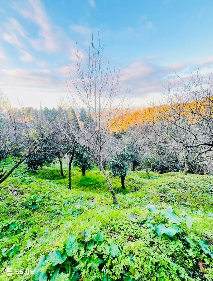 Продажа Земля в Гонио view 2