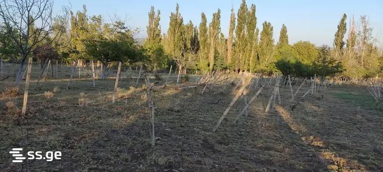 Land For Sale. Nasaguri view 3