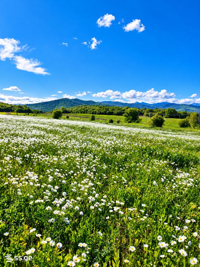 იყიდება მიწა ბაზალეტიში view 3