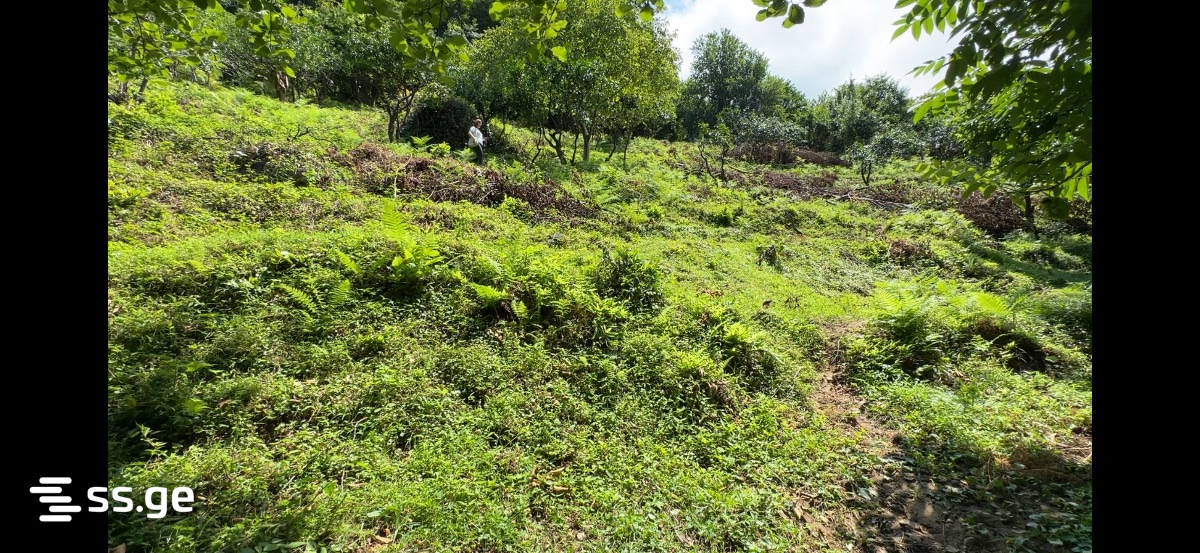 Land For Sale. Kvariati view 4