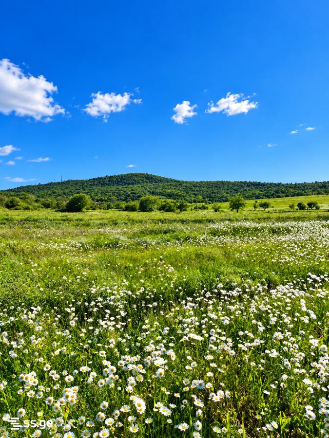 იყიდება მიწა ბაზალეტიში view 1