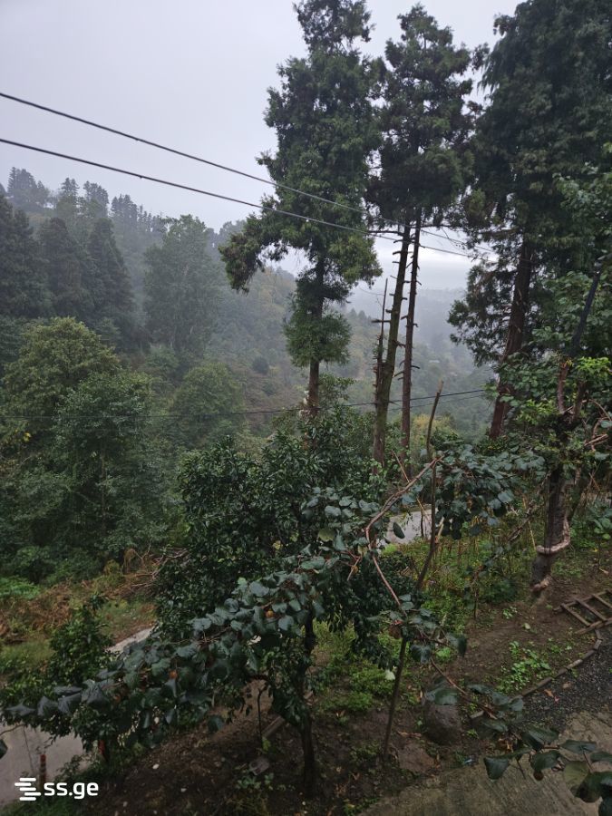 1 Room Summer Cottage Daily Rent. Gonio view 2
