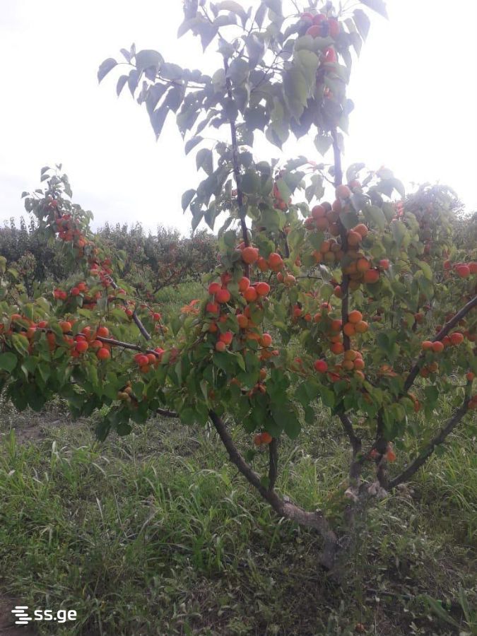 Land For Sale. Gardabani view 3