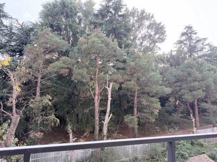 https://static.ss.ge/20261020/10_8201d6ae-5fef-404b-87cd-5421b3e6a28b_Thumb.jpg