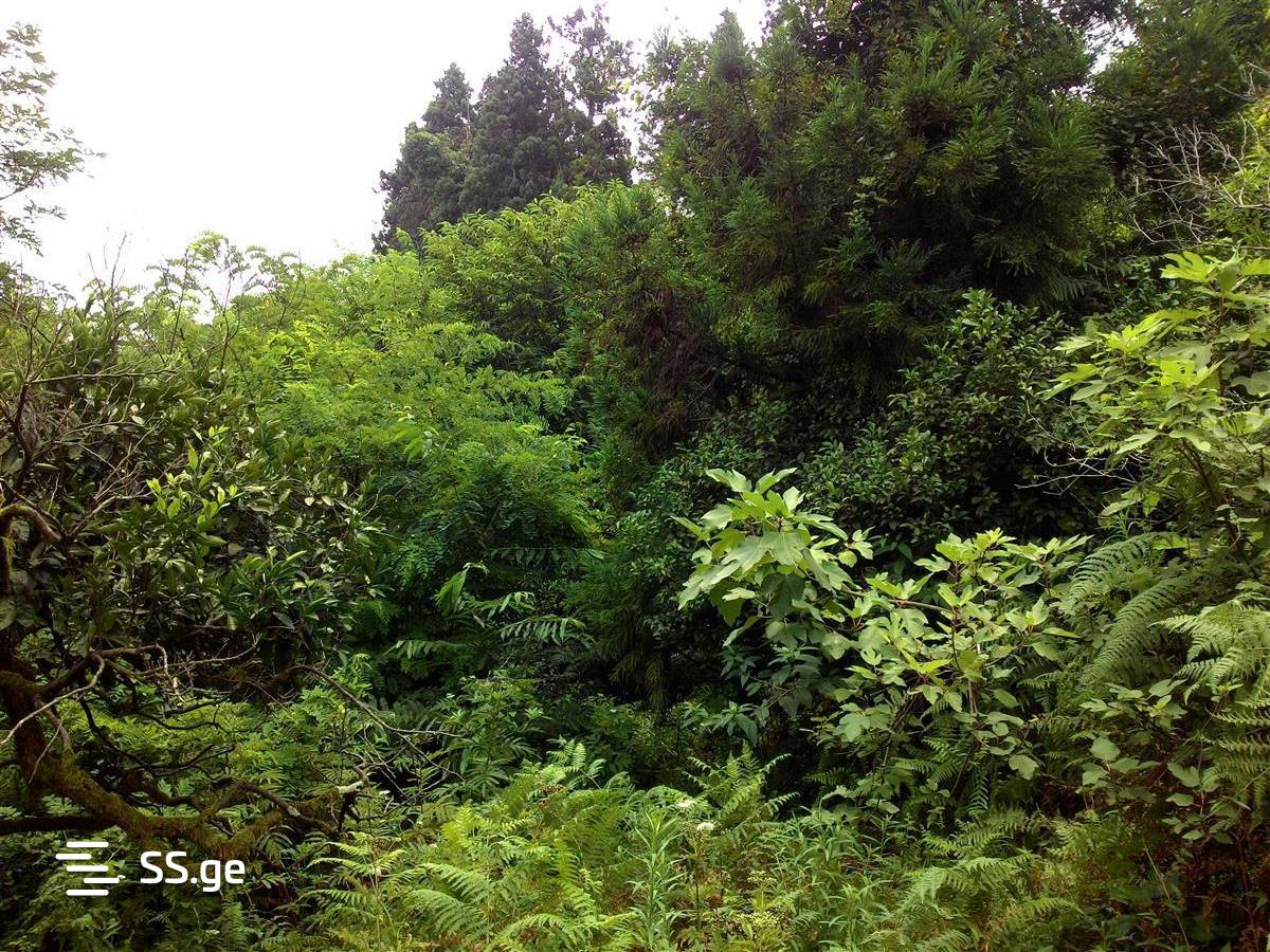 Land For Sale. Ureki view 4