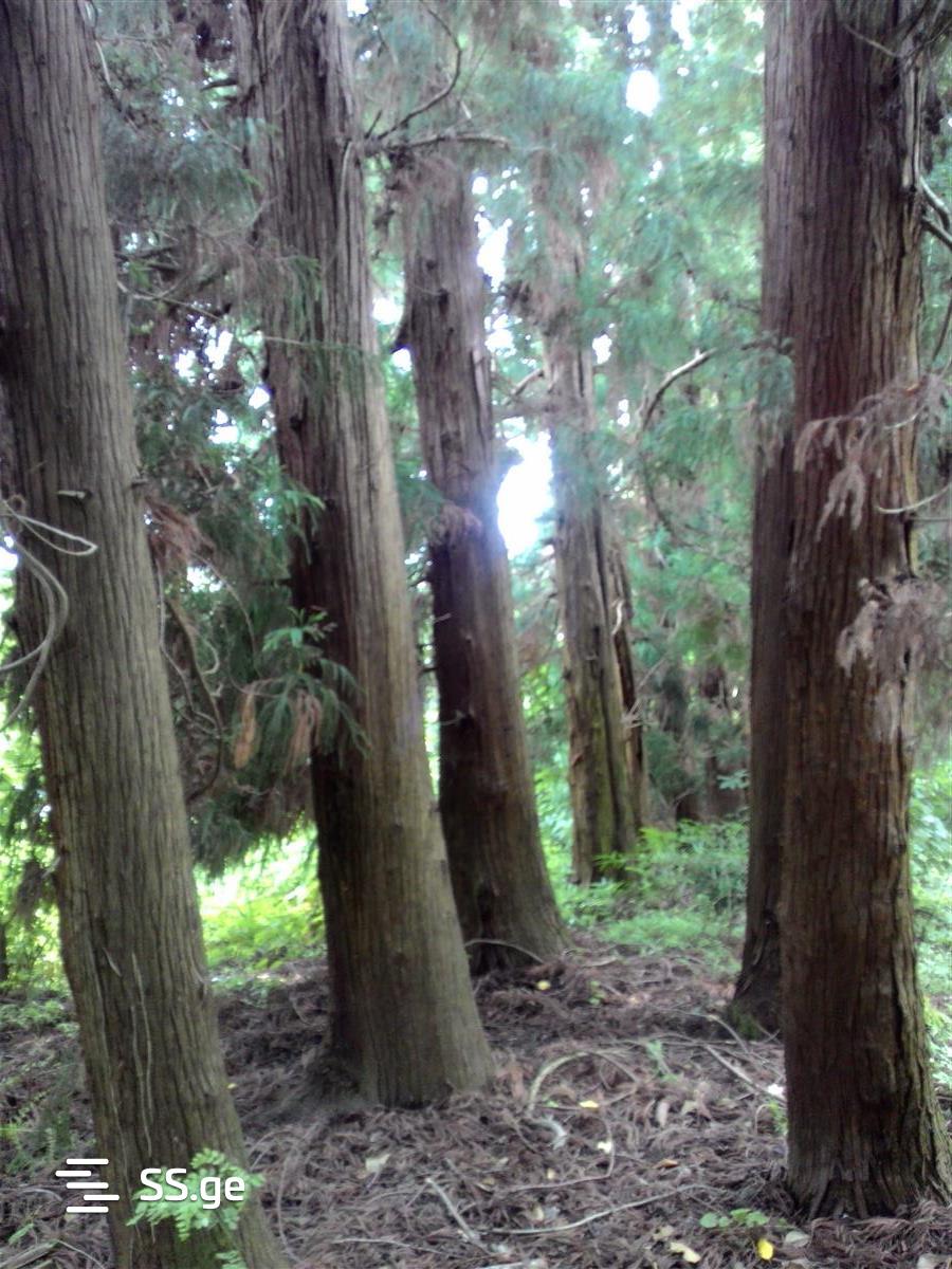 Land For Sale. Ureki view 8