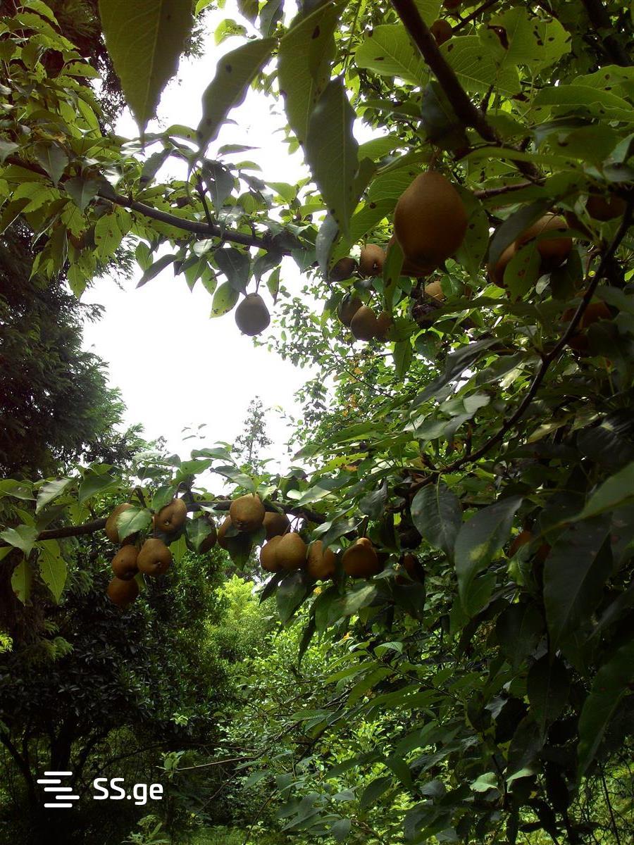 Land For Sale. Ureki view 2