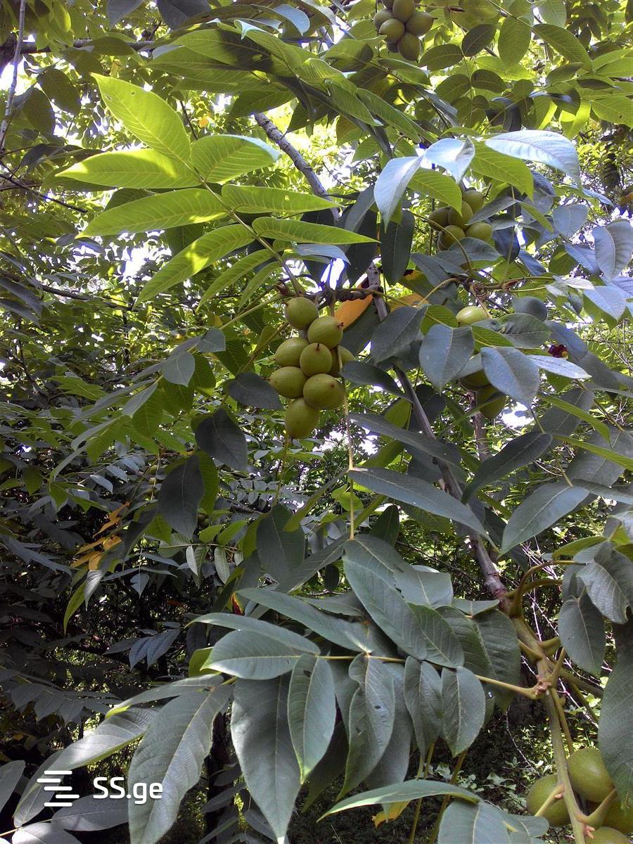 Land For Sale. Ureki view 12